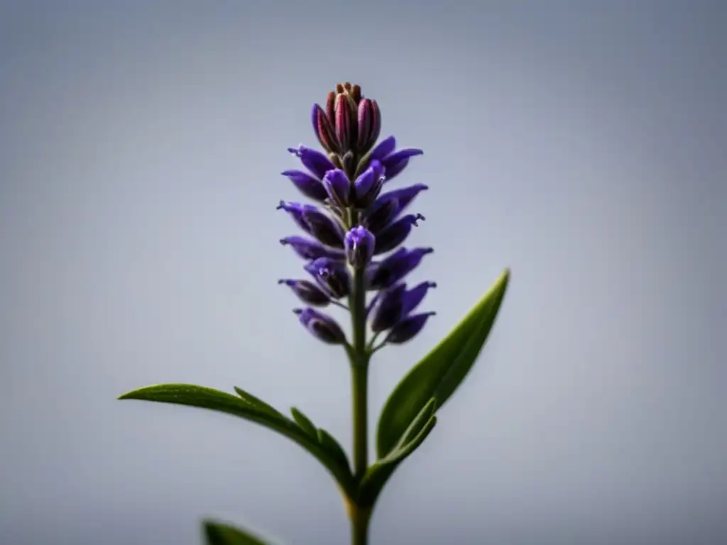 Detalle excepcional de un tallo de lavanda: elegancia y belleza La delicadeza de una sola ramita de lavanda en un fondo blanco, resaltando su belleza y el poder relajante de la lavanda